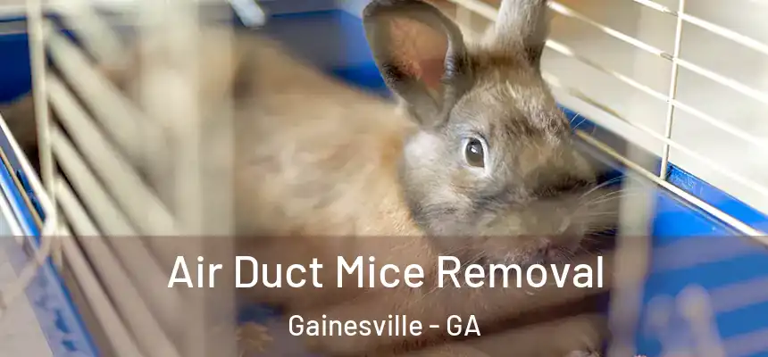 Air Duct Mice Removal Gainesville - GA